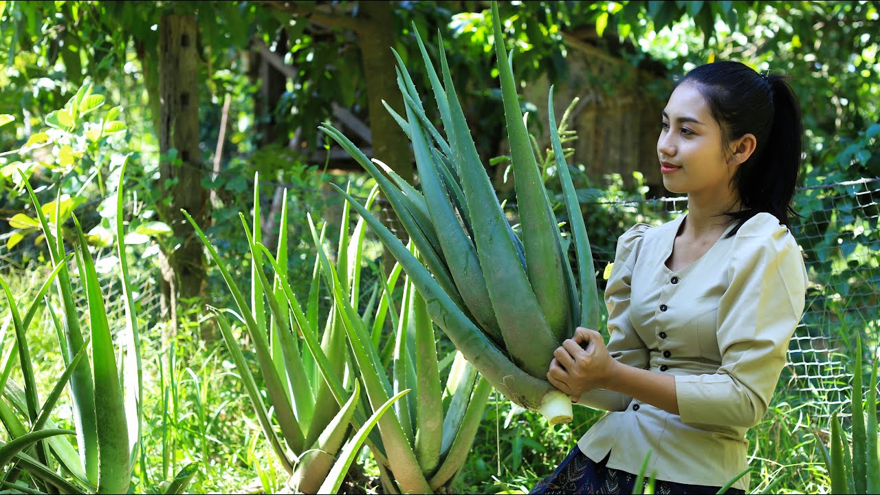 Cooking Aloe Vera Plant in my homeland – Polin Lifestyle Cooking Aloe Vera Plant in my homeland - Polin Lifestyle