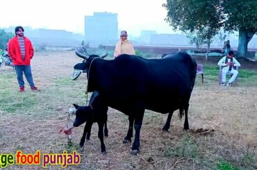 Boli banane ka Tarika / Healthy village food / Colostum Milk Recipe / गाय के दूध की बोली
