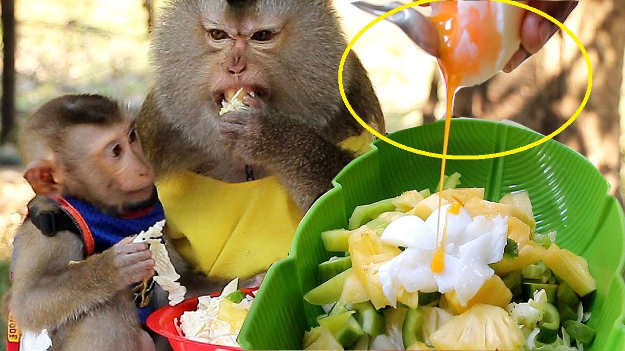 1 Egg With Fresh Vegetable Feed Noy And Johny, Johny And Noy Excited With Special Vegetable Salad 1 Egg With Fresh Vegetable Feed Noy And Johny, Johny And Noy Excited With Special Vegetable Salad