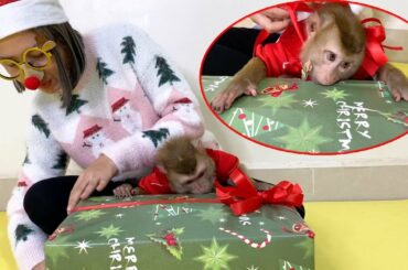 Baby Monkey DouDou Get Gifts From Mom On Christmas Day | Happy Merry Christmas