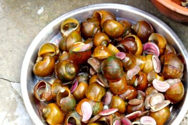 Snail Gravy Prepared by Village Home Style Cooking |