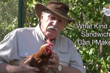 What Kind of Sandwich Can I Make? - Egg and Lettuce Sandwich?