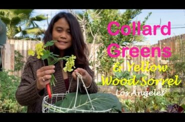 Collard Greens & Yellow Wood Sorrel | Winter Gardening in Los Angeles | Home Garden | Harvest