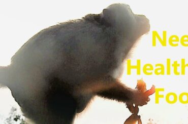 An Old Mama Charlina Needs Healthy Foods for Preparation in Giving Newborn Baby P13