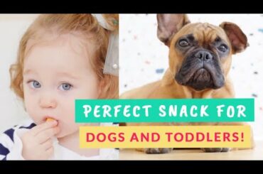 Healthy Dog Treat + Toddler Snack Recipe with Agar Agar Powder| LIVING JIN