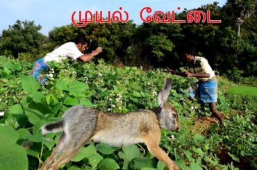 Rabbit cooking eating full healthy village food- i v food