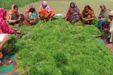 100% Vegetarian Healthy Food Recipe - Coriander Leaves Special Mashed Prepared By Village Women