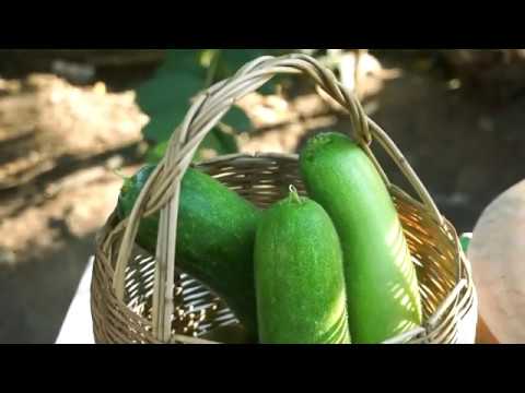 Fresh and Healthy Winter Melon Soup,Winter Melon Soup Recipe – Pisey Lifestyle Fresh and Healthy Winter Melon Soup,Winter Melon Soup Recipe - Pisey Lifestyle