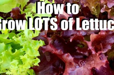 How to Grow LOTS of Lettuce - 4 Tips // Spring Garden Series #4