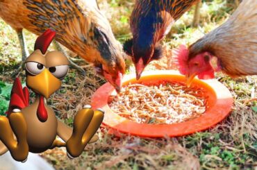 DIY Winter Protein Snack for Chickens!