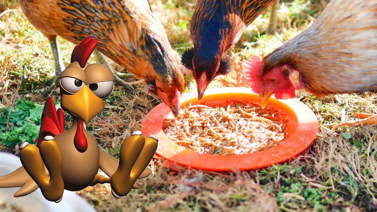 DIY Winter Protein Snack for Chickens! DIY Winter Protein Snack for Chickens!