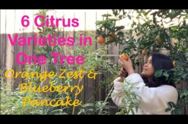 Citrus Salad | Oranges,  Lemon  &  Blueberries  from the Garden | Brunch | Pancake | Kaiserschmarrn