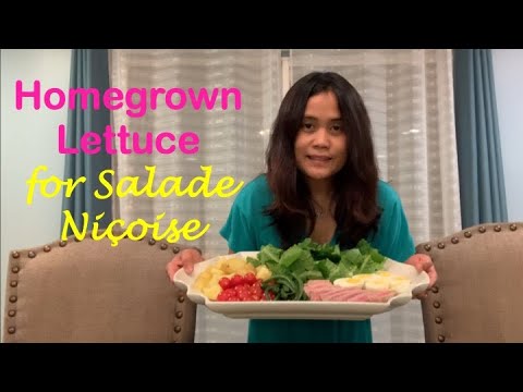 Homegrown Lettuce for Salade Niçoise | Garden to Table | Gardening in Los Angeles | Winter Garden Homegrown Lettuce for Salade Niçoise | Garden to Table | Gardening in Los Angeles | Winter Garden