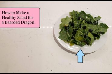 Healthy Salad for a Bearded Dragon