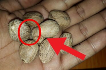 Healthy Breakfast Foods - Weight Loss Before and After - Types of Olive