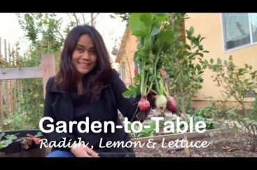 Beautiful Salad from the Backyard Garden | Lettuce, Mizuna, Watermelon Radish | Tablas Creek Winery