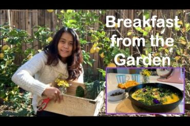Breakfast from the Garden | Growing Blueberries, Oranges and Leafy Greens | Gardening in Los Angeles