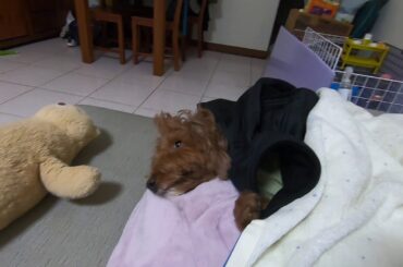 Me: Look, it's a tasty snack that you can't eat. My Pet: Am I a joke to you?