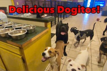 Making Messy Mid Day Snack For Doggie Daycare Training Dogs