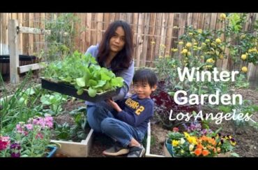 Gardening in Los Angeles During Winter | January Garden Tour | Vegetables from Green Thumb Nursery