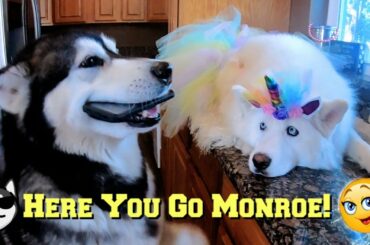 Malamute Gives Husky Phone She Searches YouTube For Breakfast Ideas