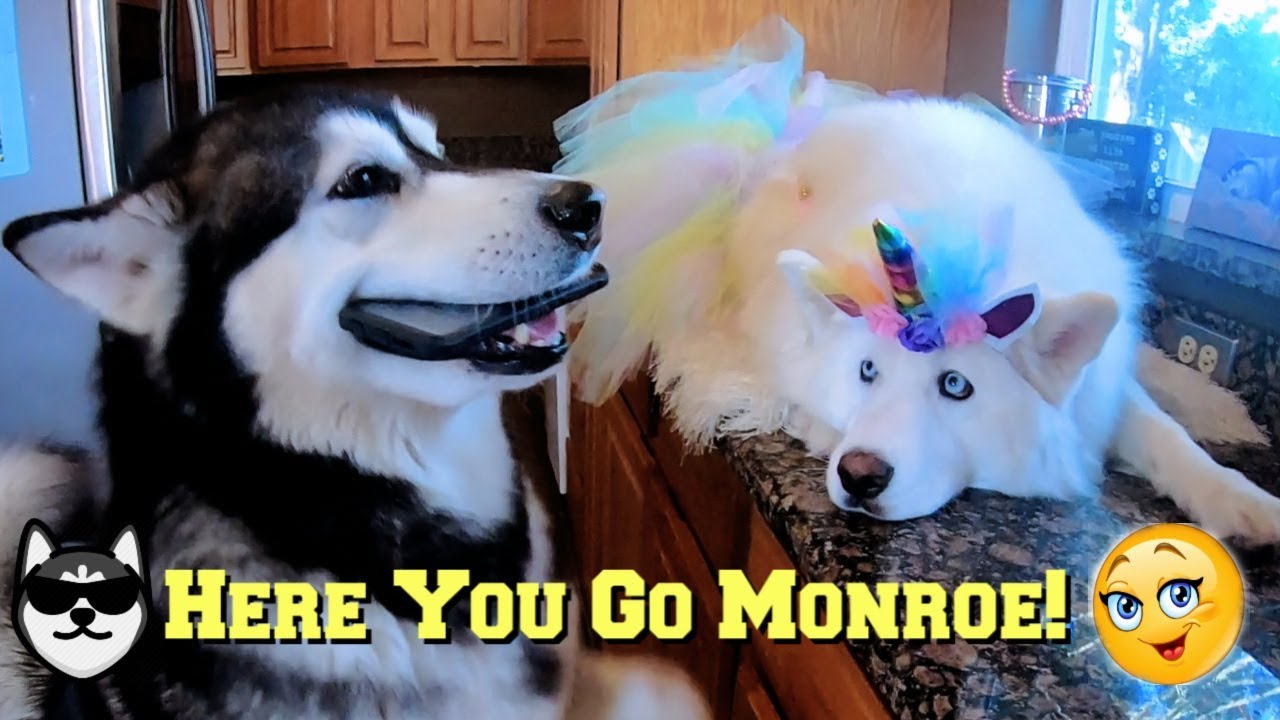 Malamute Gives Husky Phone She Searches YouTube For Breakfast Ideas Malamute Gives Husky Phone She Searches YouTube For Breakfast Ideas