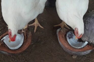 Healthy Snacks For Our Two Pets 👍🏻😍👍🏻