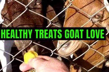 Tasty healthy Treats for Goats