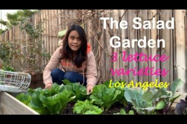 The Salad Garden | 3 Lettuce Varieties | Beautiful Salad | Gardening in Los Angeles