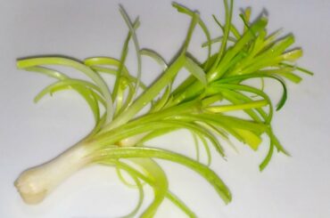 Green Garlic Flower for Garnishing,Salad plate Decoration ideas,vegetable plate garnish ideas,how to