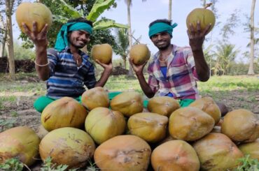 COCONUT CUTTING SKILLS /HEALTHY STREET AND FOODS IN MY VILLAGE/VILLAGE COOKING GUYS