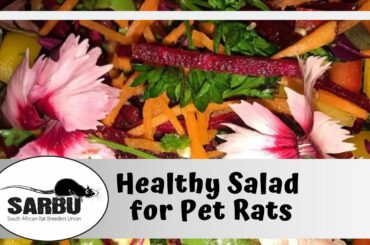 DIY Healthy Salad for Pet Rats
