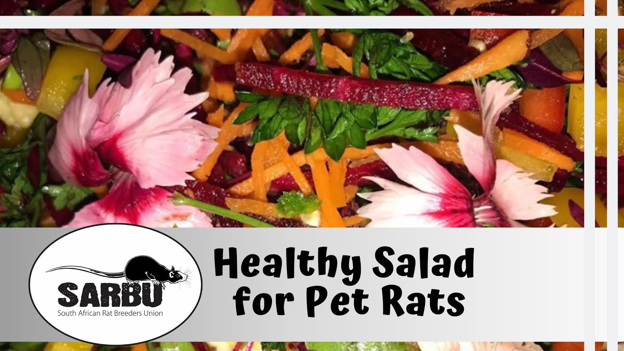 DIY Healthy Salad for Pet Rats DIY Healthy Salad for Pet Rats