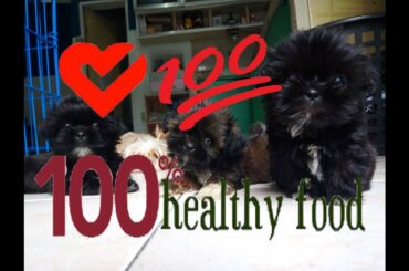 Healthy food for Shih Tzu [HD video]