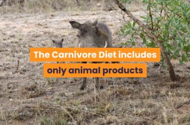 The 30 Day Carnivore Diet Challenge Review, keto diet, keto challenge, keto camping recipes, BOOK