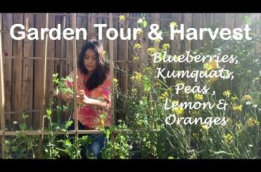 Backyard Edible Garden Tour & Harvest - Kumquats, Sugar Snap Peas, Blueberries, Lemon and Oranges