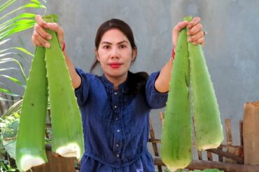 Aloe Vera Plant - Cooking Aloe Vera Juice - Healthy Recipe - Cooking With Manila