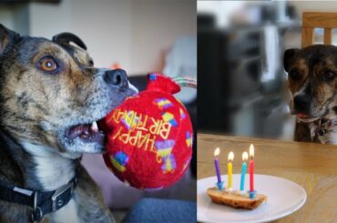 Healthy Banana bread | Dog birthday cake | Really Simple Recipes | Vegan