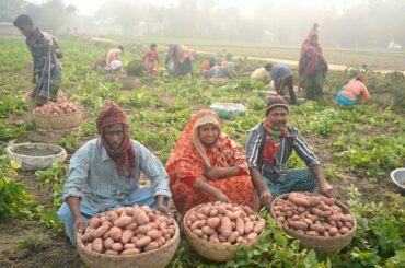 FARM FRESH POTATO HARVESTING & COOKING Aloo Vorta With Dal Alu Vaji Recipe BEST EASY LUNCH MEAL PREP