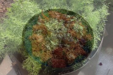 Healthy tomatoes and cucumbers salad with yogurt