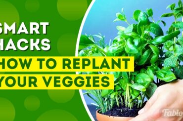 SMART HACKS HOW TO REPLANT YOUR VEGGIES