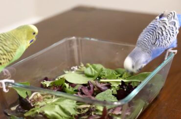Birds get a salad bath + aviary renovation ideas?