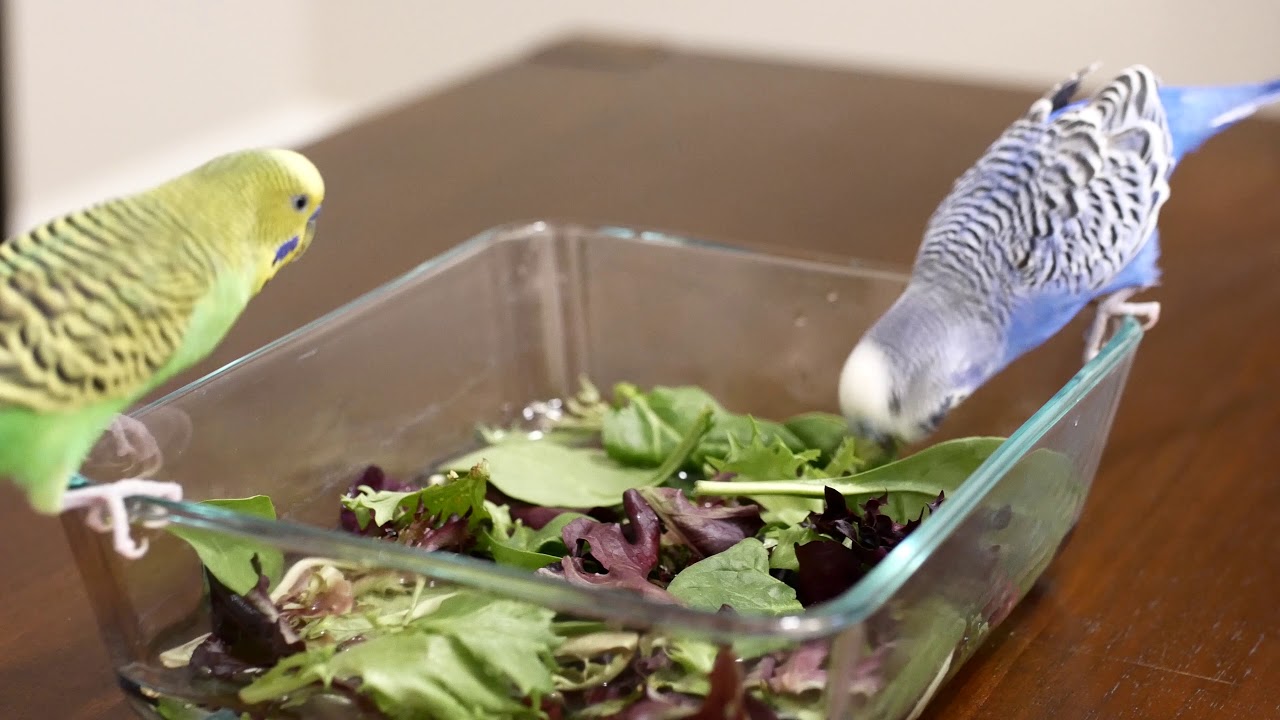 Birds get a salad bath + aviary renovation ideas? Birds get a salad bath + aviary renovation ideas?