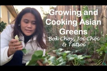 Growing and Cooking Asian Greens - Bok Choy, Joi Choi & Tatsoi | Stir-fry Shrimp, Mushroom & Veggies