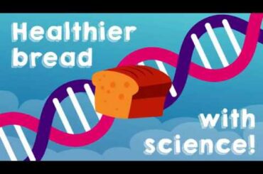 Healthier bread with science!