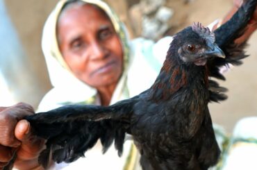 Kochi Murgir Jhol | Healthy Chicken Recipe without Spices by our Grandmother | Village Food Recipes