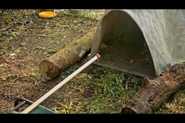 Snacks on a stick for Romeo the rehab bobcat