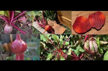 TheBayIndian Makes Some Delicious & Healthy Recipes Using Homegrown Beets In The USA!