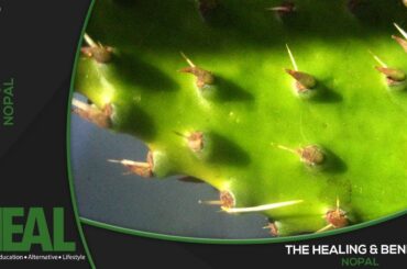 Nopal Cactus Health Benefits