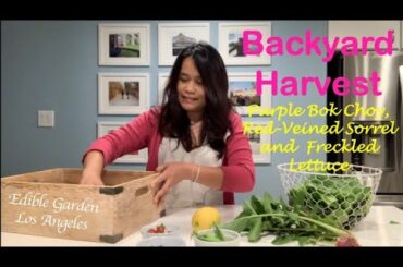 Unique Vegetables to Grow in a Home Garden | Red-Veined Sorrel, Freckled Lettuce & Purple Bok Choy